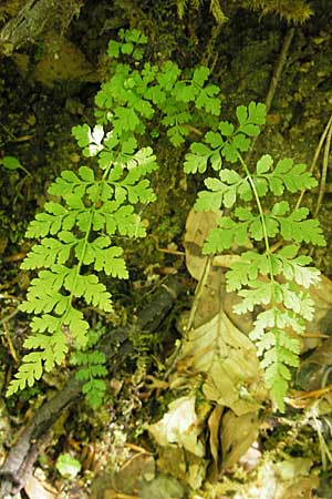 Cystopteris fragilis \ Zerbrechlicher Blasenfarn / Brittle Bladder Fern, F Millau 29.5.2009