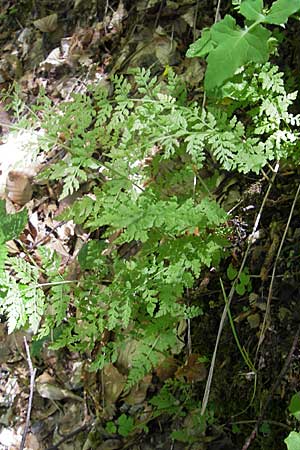 Cystopteris fragilis \ Zerbrechlicher Blasenfarn / Brittle Bladder Fern, F Millau 29.5.2009