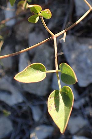 Clematis flammula \ Brennende Waldrebe, F Martigues 8.10.2021