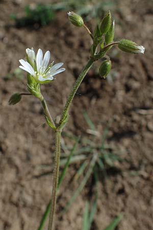 Cerastium fontanum \ Quell-Hornkraut, F Sermoyer 4.5.2023