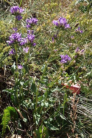 Campanula glomerata \ Knuel-Glockenblume / Clustered Bellflower, F Pyrenäen/Pyrenees, Mont Louis 29.7.2018