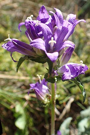 Campanula glomerata \ Knuel-Glockenblume / Clustered Bellflower, F Pyrenäen/Pyrenees, Mont Louis 29.7.2018