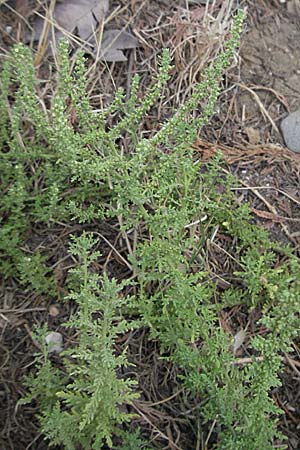 Dysphania multifida \ Schlitzblttriger Drsengnsefu / Cutlef Goosefoot, F Collioure 14.8.2006