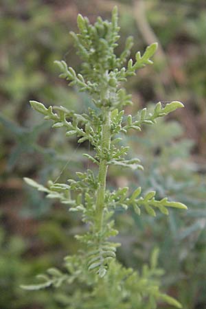 Dysphania multifida \ Schlitzblttriger Drsengnsefu / Cutlef Goosefoot, F Collioure 14.8.2006