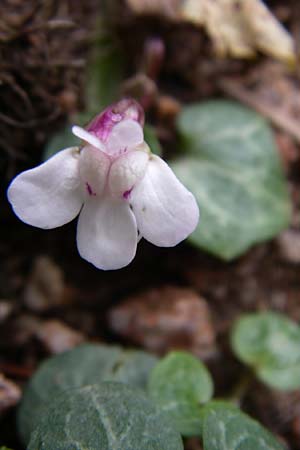 Cymbalaria hepaticifolia \ Korsisches Zimbelkraut / Corsican Toadflax, F Vogesen/Vosges, Botan. Gar.  Haut Chitelet 5.8.2008