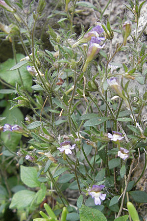 Chaenorhinum origanifolium subsp. origanifolium / Dwarf Snapdragon, Malling Toadflax, F Saint Veran (Dourbie) 30.5.2009