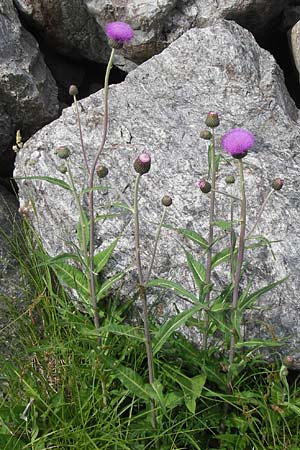 Cirsium heterophyllum \ Verschiedenblttrige Kratzdistel, Alant-Distel / Melancholy Thistle, F Col de la Bonette 8.7.2016