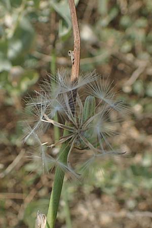 Chondrilla juncea \ Binsen-Knorpellattich, Groer Knorpellattich / Rush Skeletonweed, F Canet-en-Roussillon 27.7.2018