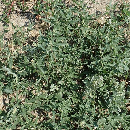 Chenopodium ficifolium \ Feigenblättriger Gänsefuß / Fig-Leaved Goosefoot, F Canet-en-Roussillon 27.7.2018