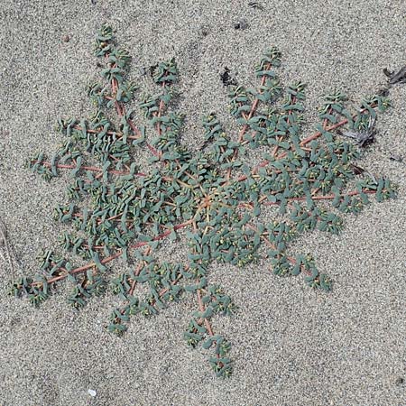 Chamaesyce peplis / Purple Spurge, F Canet-en-Roussillon 9.8.2018