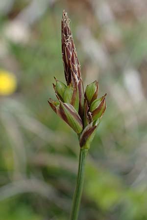 Carex halleriana \ Grundstielige Segge, Hallers Segge / Southern Sedge, Haller's Sedge, F Brochon 28.4.2023