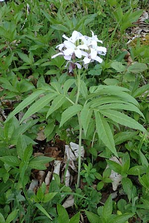 Cardamine heptaphylla \ Siebenblttrige Zahnwurz, F Lons-le-Saunier 5.5.2023