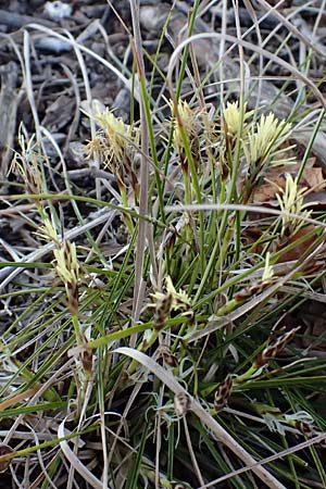 Carex humilis \ Erd-Segge, Niedrige Segge, F Remollon 15.3.2024