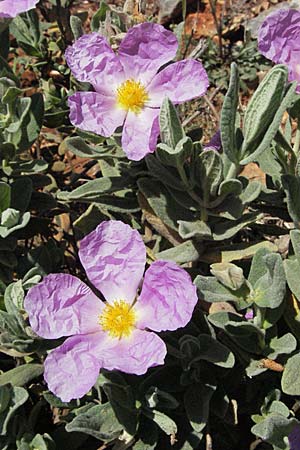 Cistus albidus / Grey-Leaved Cistus, F Castellane 12.5.2007