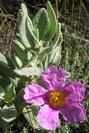 Cistus albidus \ Weiliche Zistrose / Grey-Leaved Cistus, F Frontignan 28.6.2008