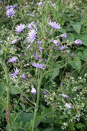 Cicerbita plumieri / Hairless Blue Sow-Thistle, F Vosges, Grand Ballon 12.7.2008