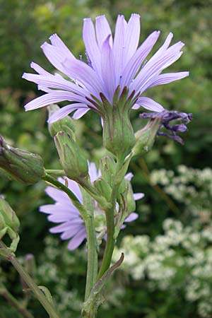 Cicerbita plumieri \ Franzsischer Milchlattich / Hairless Blue Sow-Thistle, F Vogesen/Vosges, Grand Ballon 12.7.2008