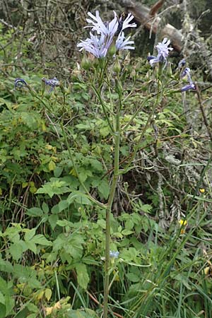 Cicerbita plumieri \ Franzsischer Milchlattich / Hairless Blue Sow-Thistle, F Pyrenäen/Pyrenees, Col de Mantet 28.7.2018