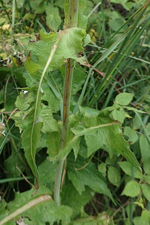 Cicerbita plumieri / Hairless Blue Sow-Thistle, F Pyrenees, Col de Mantet 28.7.2018