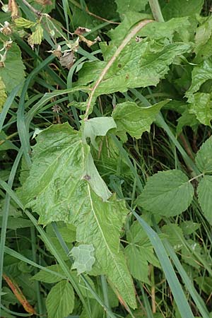 Cicerbita plumieri \ Franzsischer Milchlattich / Hairless Blue Sow-Thistle, F Pyrenäen/Pyrenees, Col de Mantet 28.7.2018