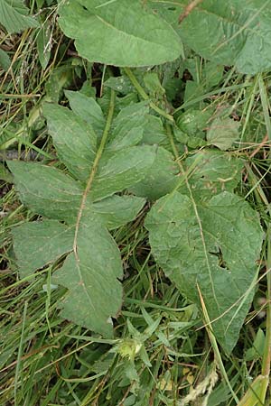 Cicerbita plumieri \ Franzsischer Milchlattich / Hairless Blue Sow-Thistle, F Pyrenäen/Pyrenees, Col de Mantet 28.7.2018