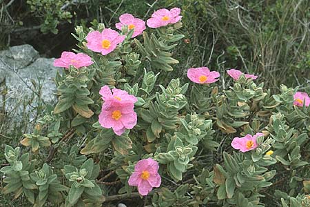 Cistus albidus \ Weiliche Zistrose, F Montelimar 6.5.1984