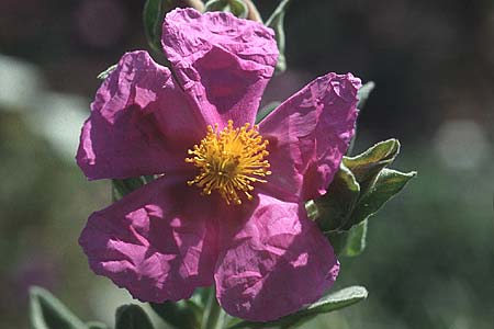 Cistus albidus / Grey-Leaved Cistus, F Maures, Le Luc 16.5.1996