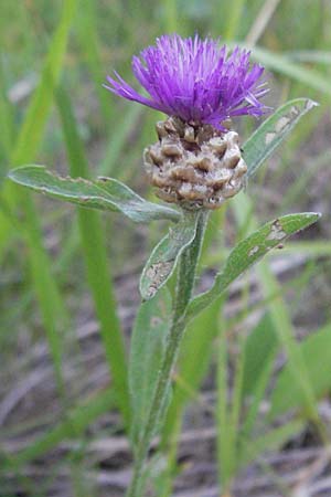 Centaurea jacea \ Wiesen-Flockenblume / Brown Knapweed, F Causse du Larzac 7.6.2006