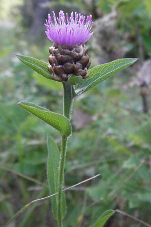 Centaurea jacea / Brown Knapweed, F Causse du Larzac 7.6.2006