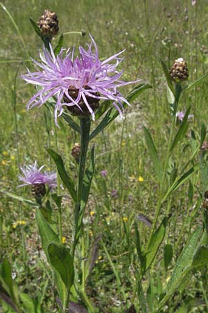 Centaurea jacea / Brown Knapweed, F Allevard 11.6.2006