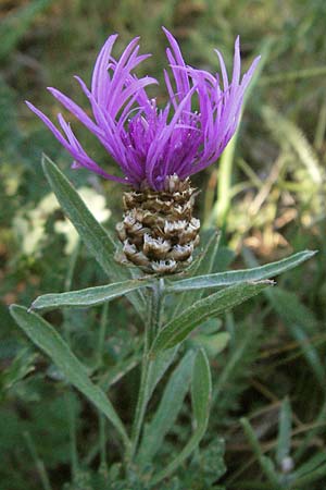 Centaurea jacea \ Wiesen-Flockenblume, F Pyrenäen, Eyne 9.8.2006