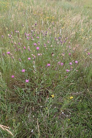 Centaurea jacea \ Wiesen-Flockenblume, F S. Savines-le-Lac 8.7.2016