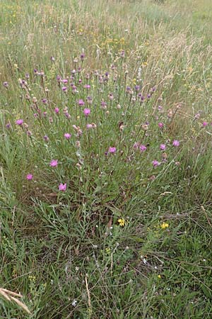 Centaurea jacea \ Wiesen-Flockenblume, F Savines-le-Lac 8.7.2016