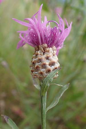 Centaurea jacea \ Wiesen-Flockenblume, F S. Savines-le-Lac 8.7.2016