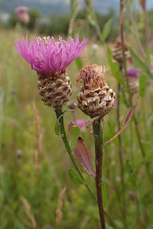 Centaurea jacea \ Wiesen-Flockenblume, F Savines-le-Lac 8.7.2016