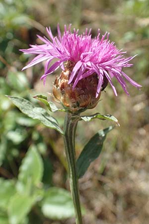 Centaurea jacea \ Wiesen-Flockenblume, F Pyrenäen, Molitg-les-Bains 23.7.2018