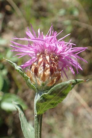 Centaurea jacea \ Wiesen-Flockenblume, F Pyrenäen, Molitg-les-Bains 23.7.2018