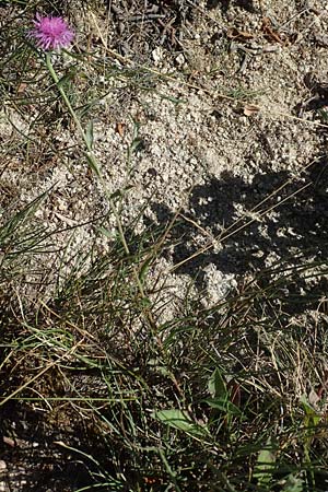 Centaurea jacea \ Wiesen-Flockenblume, F Pyrenäen, Molitg-les-Bains 23.7.2018