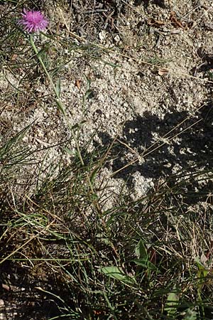 Centaurea jacea / Brown Knapweed, F Pyrenees, Molitg-les-Bains 23.7.2018