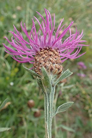 Centaurea jacea \ Wiesen-Flockenblume / Brown Knapweed, F Pyrenäen/Pyrenees, Col de Mantet 28.7.2018