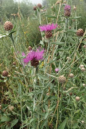 Centaurea jacea / Brown Knapweed, F Pyrenees, Col de Mantet 28.7.2018