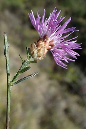 Centaurea jacea \ Wiesen-Flockenblume / Brown Knapweed, F La Turbie 7.10.2021