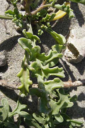 Cakile maritima \ Europischer Meersenf / Sea Rocket, F Stes. Maries 27.5.2009