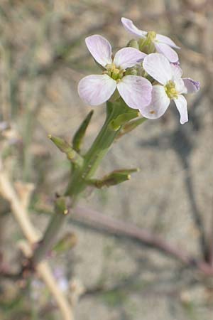 Cakile maritima \ Europischer Meersenf / Sea Rocket, F Canet-en-Roussillon 27.7.2018