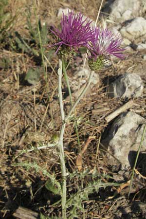 Carduus nigrescens \ Schwrzliche Distel, F Mouries 9.6.2006