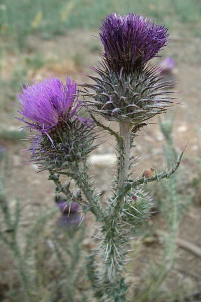 Carduus nigrescens \ Schwrzliche Distel / Blackish Thistle, F Montagne du Luberon 9.6.2006