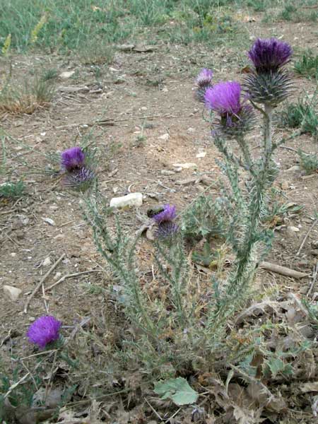 Carduus nigrescens \ Schwrzliche Distel / Blackish Thistle, F Montagne du Luberon 9.6.2006