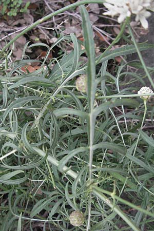 Cephalaria leucantha \ Weier Schuppenkopf / Yellow Scabiosa, F Pyrenäen/Pyrenees, Villefranche de Conflent 8.8.2006