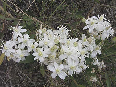 Clematis flammula \ Brennende Waldrebe / Virgin's Bower, F Pyrenäen/Pyrenees, Eus 14.8.2006