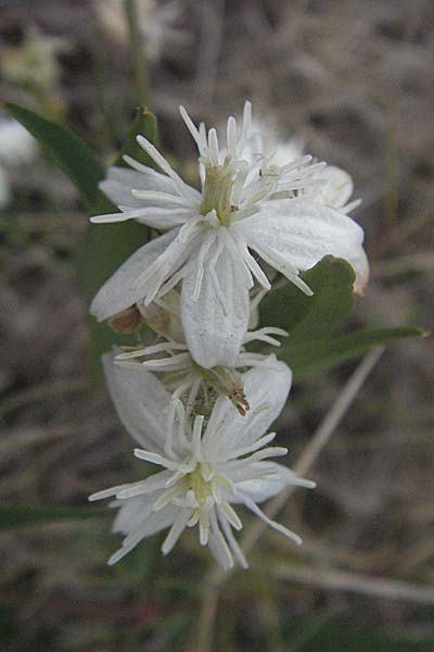 Clematis flammula \ Brennende Waldrebe, F Pyrenäen, Eus 14.8.2006